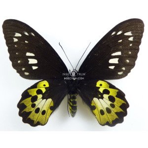 ORNITHOPTERA ROTHSCHILDI FEMALE